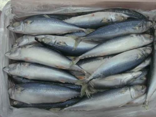 frozen mackerel fish seafood